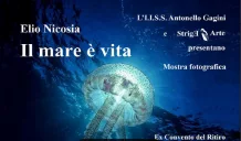 mare