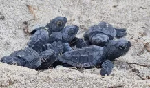 tartaruga