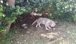 cagnolina