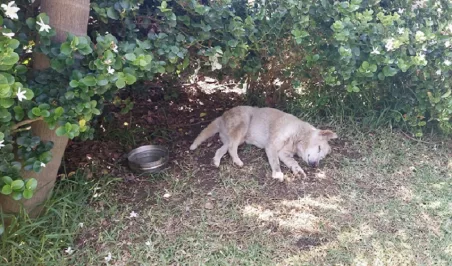 cagnolina