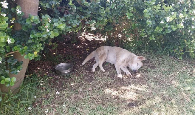 cagnolina