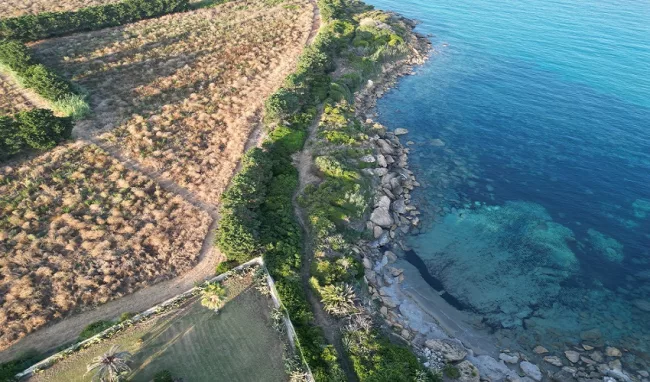 arenella