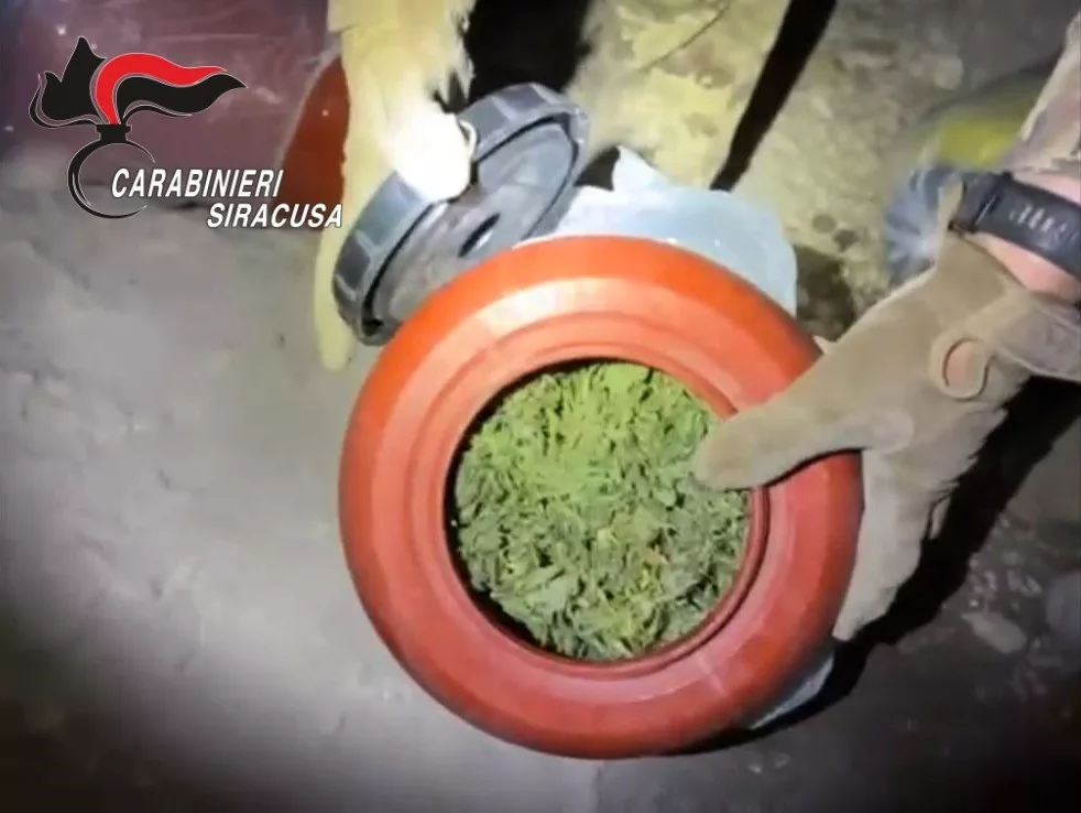 Piantagione di marijuana con oltre 450 piante scoperta nelle campagne di Sortino