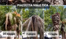 punteruolo