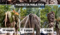 punteruolo