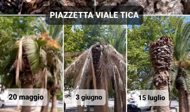 punteruolo