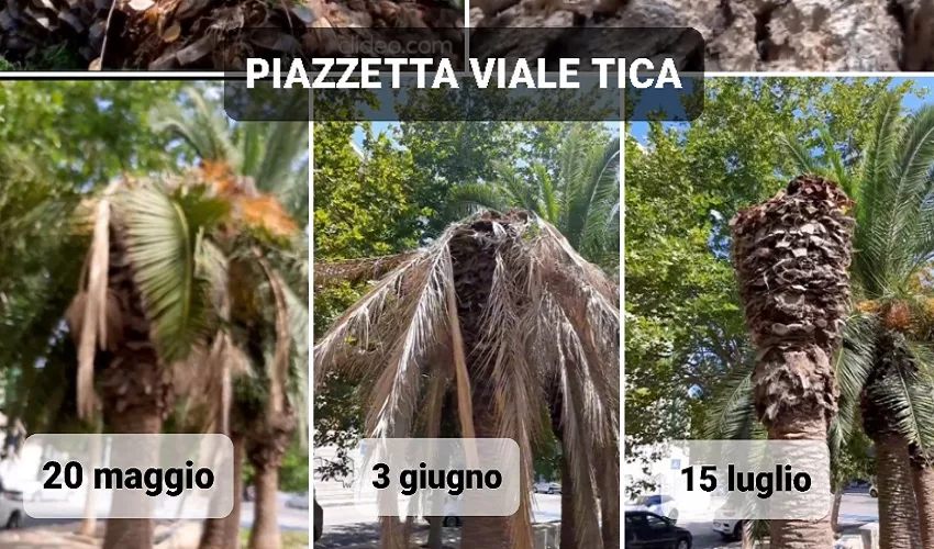 punteruolo