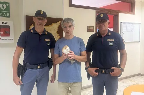 Barbagianni recuperato dalle rotaie della stazione di Siracusa: aveva una zampa e un'ala fratturate