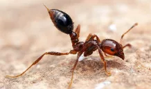formica