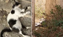 gatti