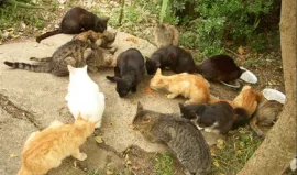 Avviata la sterilizzazione felina a Francofonte 6 sterilizzazione