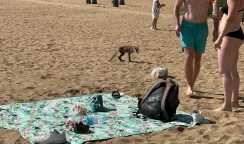 Volpe denutrita girovaga per la spiaggia dell'Arenella volpe