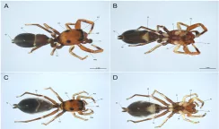 Una nuova specie di ragno scoperta nella riserva di Pantalica ragno