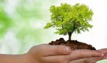 Festa dell'Albero in 69 scuole siciliane: pubblicata la graduatoria 1 albero