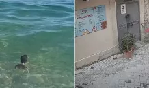 Ortigia invasa dai topi dopo i lavori alle reti fognarie nelle vie Santa Teresa e delle Sirene 2 topi