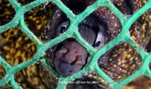 Ocean Art 2025, primo premio per il fotografo subacqueo siracusano Elio Nicosia 1 elio nicosia