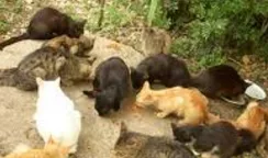 Randagismo felino ad Augusta: "Iniziative parziali e dubbi sul rispetto delle norme" randagismo