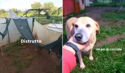 La furia del ciclone Harry ha distrutto anche i ripari dei randagi: "Aiutateci a ricostruirli" ciclone harry