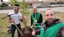 Tre nuovi alberi messi a dimora nell'area antistante il Parco Ozanam alberi