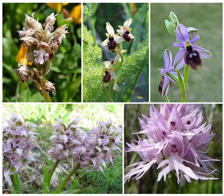 La riserva di Cava Grande del Cassibile