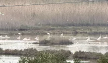 Riserva Ciane Saline, focus sulle criticità esistenti a partire dall'erosione della linea di costa originaria 1 riserva