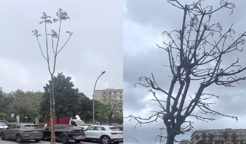 Sostituzione degli aceri montani con jaracande in piazza Adda