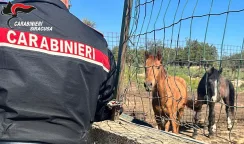 animali