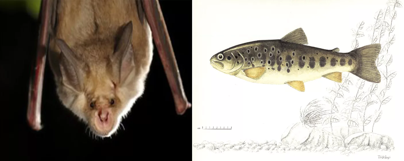 La Riserva Naturale Orientata “Pantalica, Valle dell’Anapo e Torrente Cava Grande”