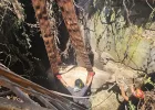bovino
