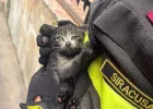 gattino