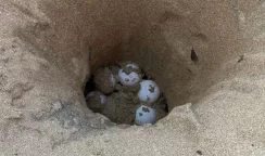 Primo nido di tartaruga Caretta Caretta della stagione sulle spiagge di Avola nido